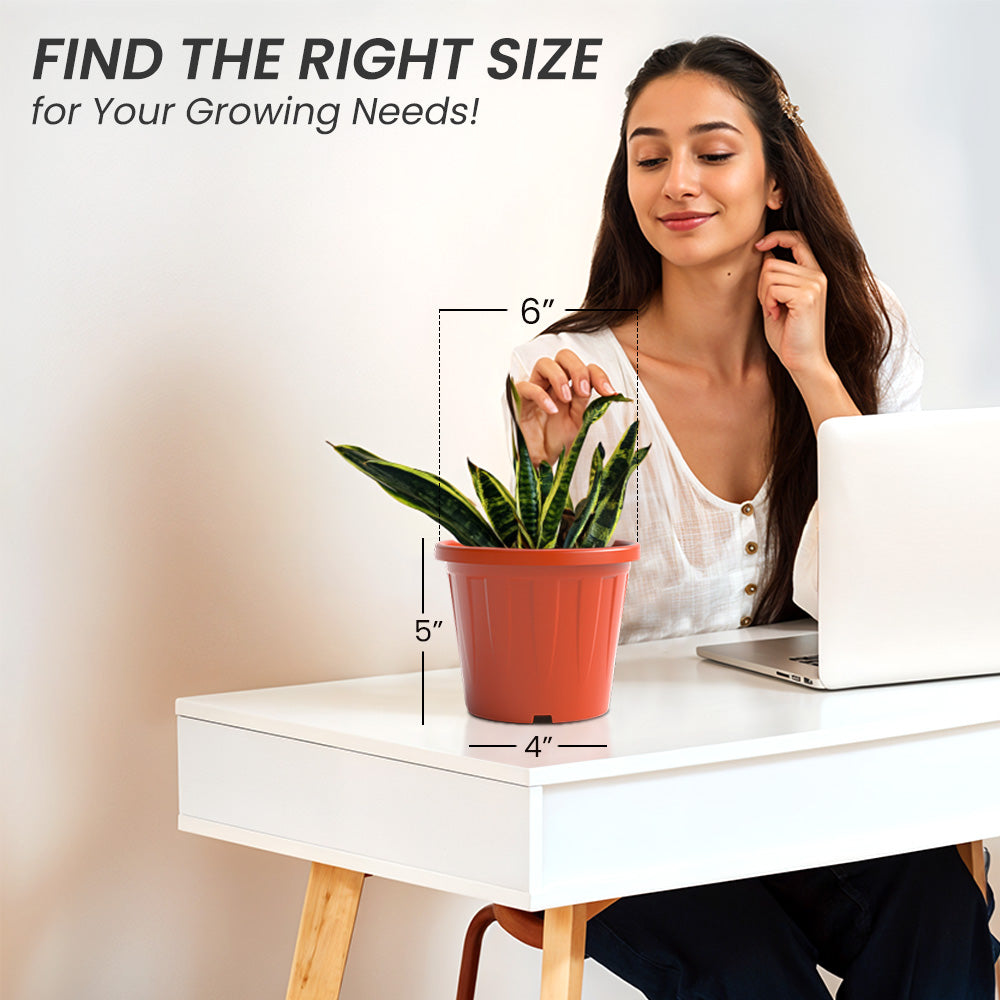 SHERA | CROWN PLANTER