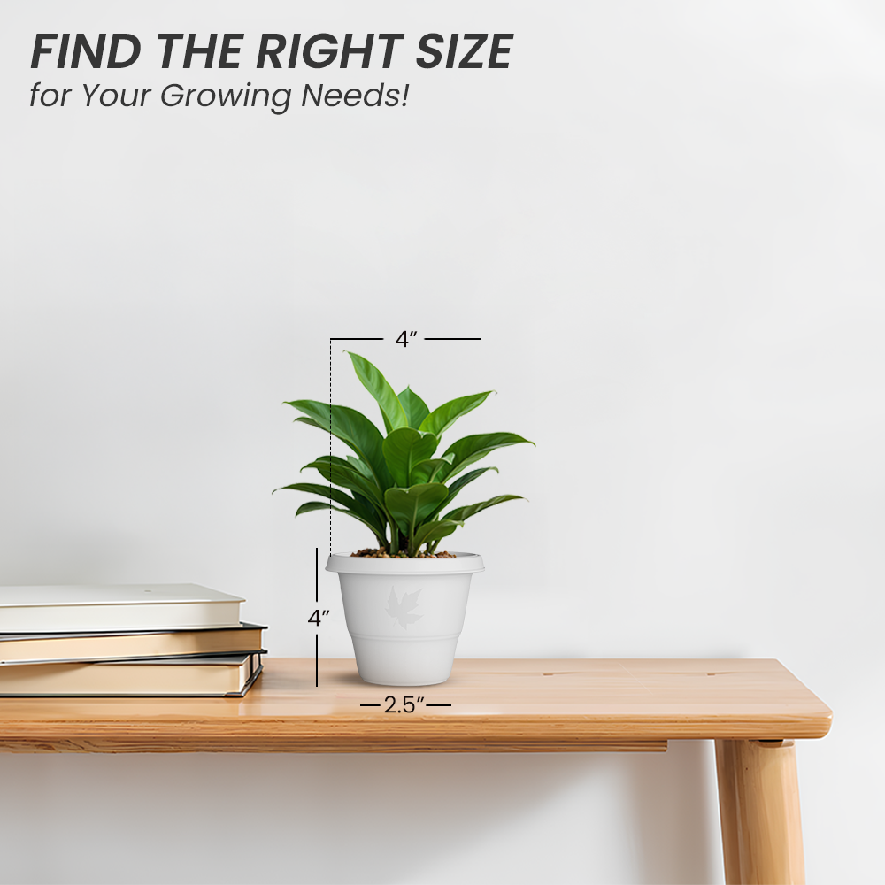 SHERA | RD PLANTER