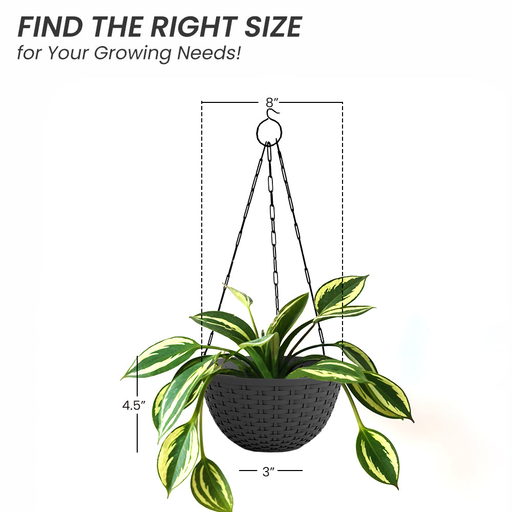 SHERA | CHICK HANGING