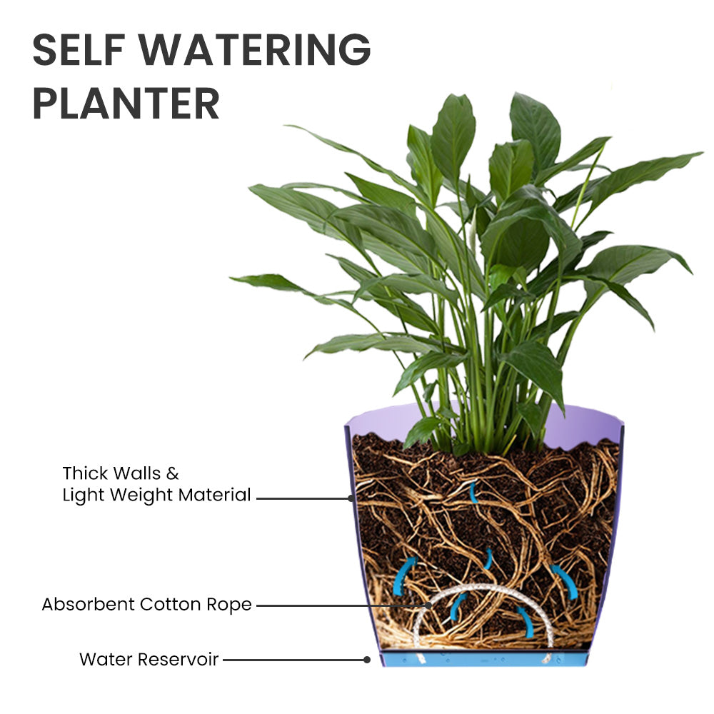 SHERA | ZINNIA PLANTER