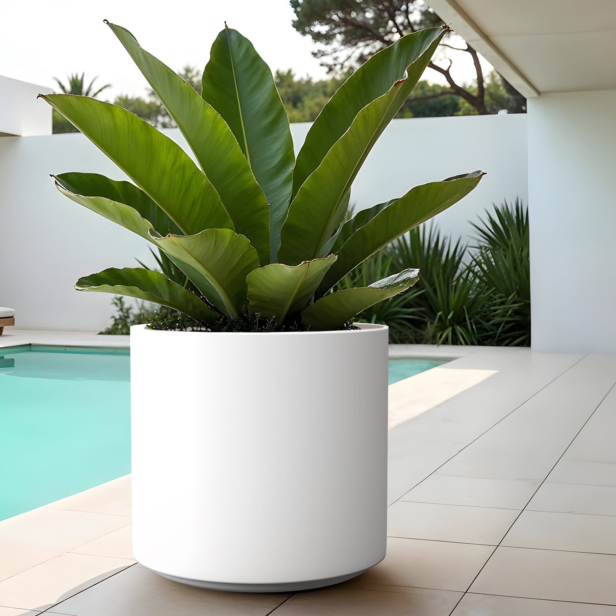 FOX B | CILIN PLANTER