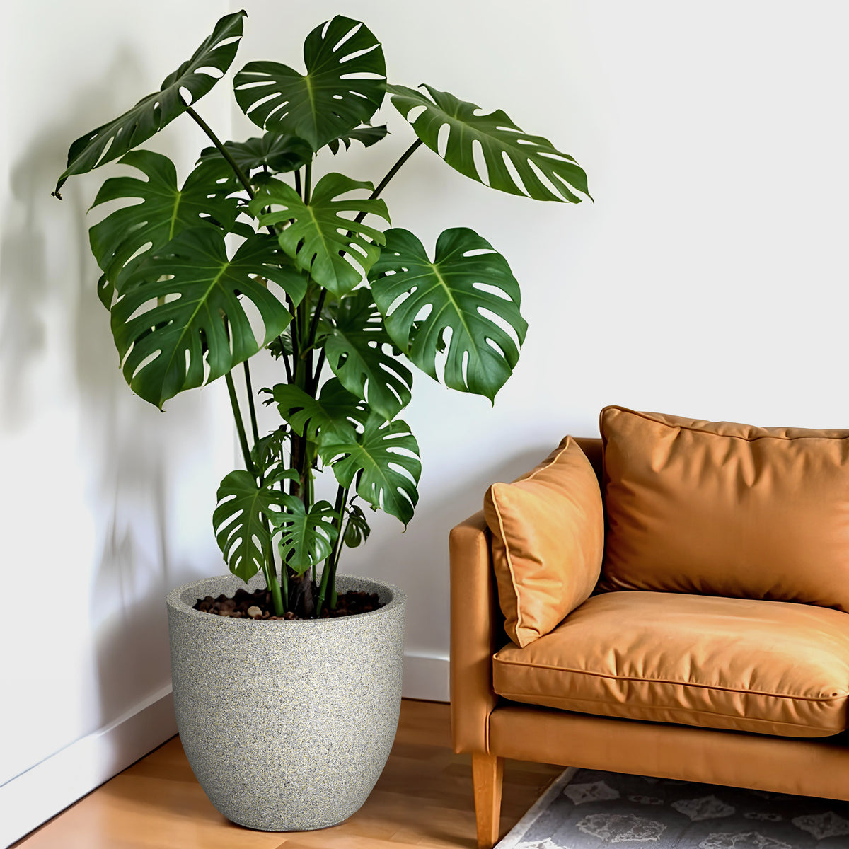 FOX B | P CUP PLANTER 6 INCH TO 15 INCH