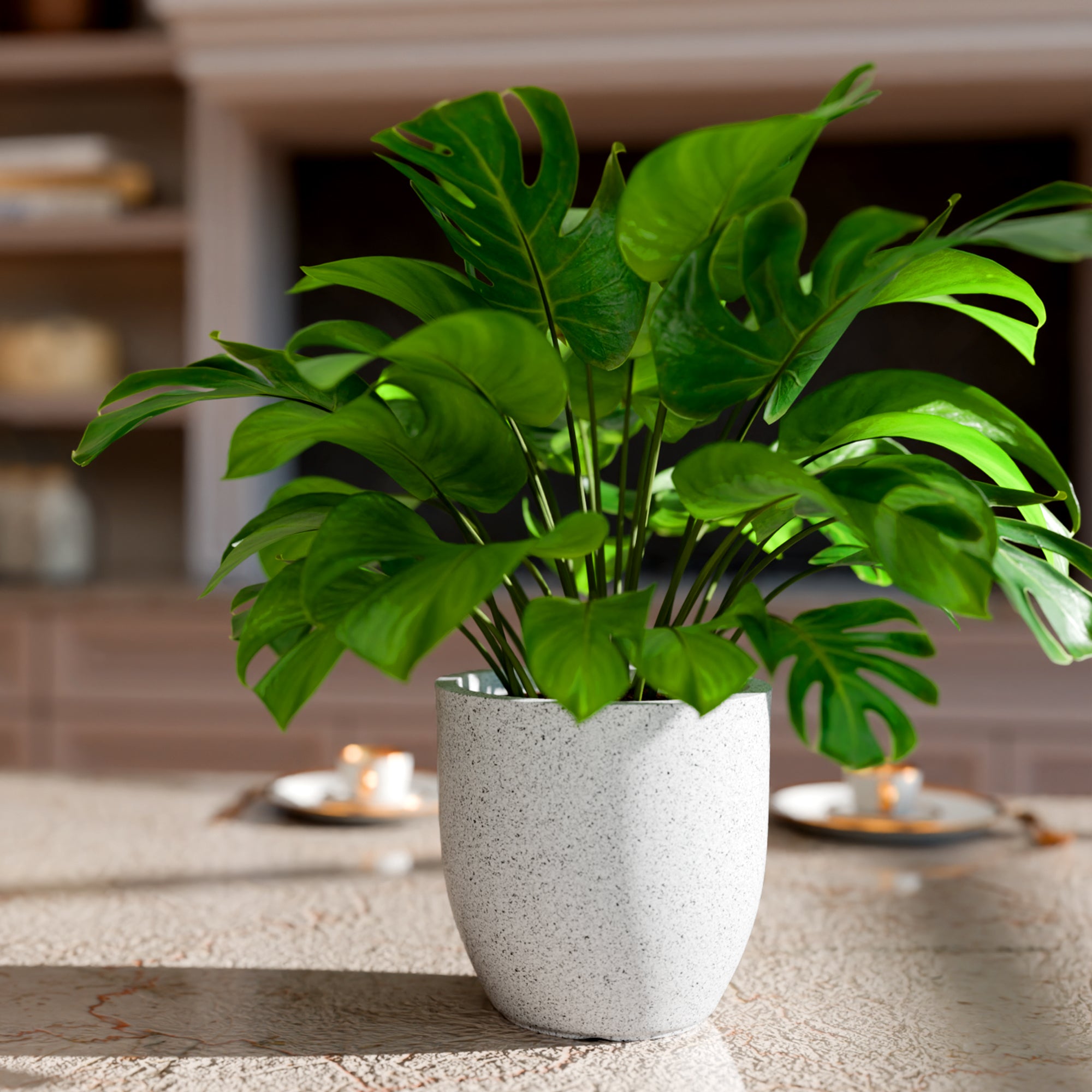 FOX B | P CUP PLANTER