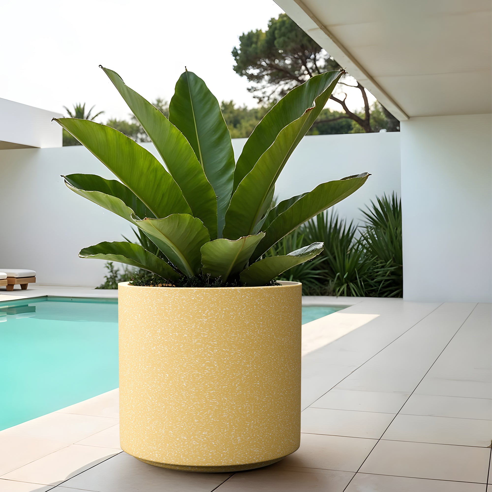 FOX B | CILIN PLANTER