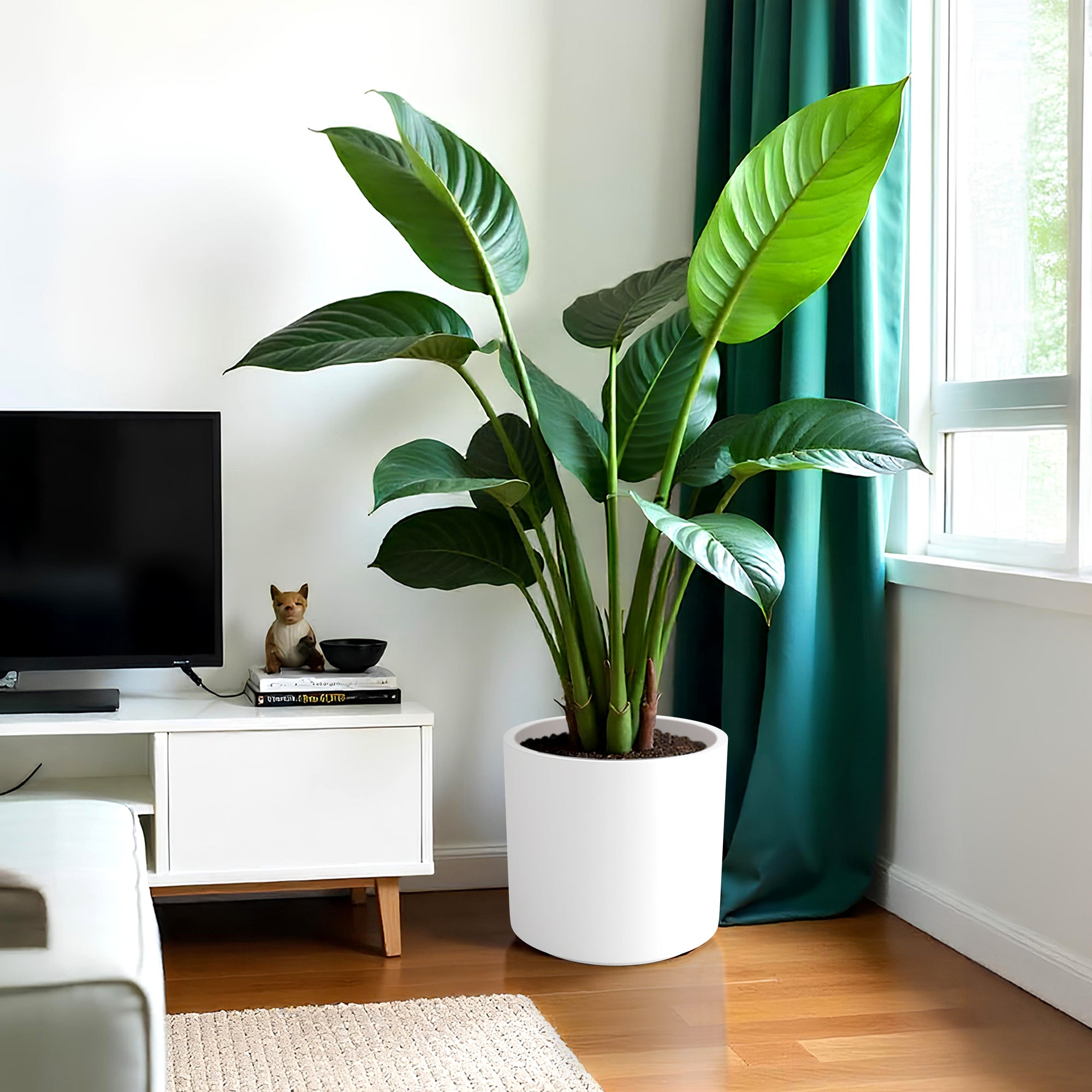 FOX B | CILIN PLANTER