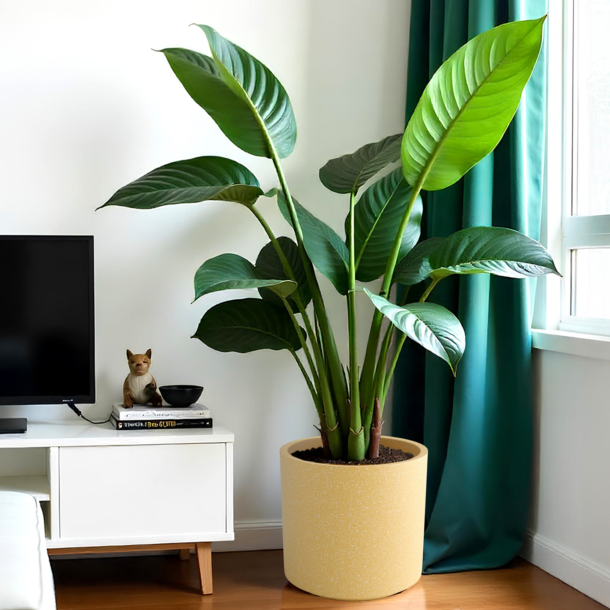 FOX B | CILIN PLANTER