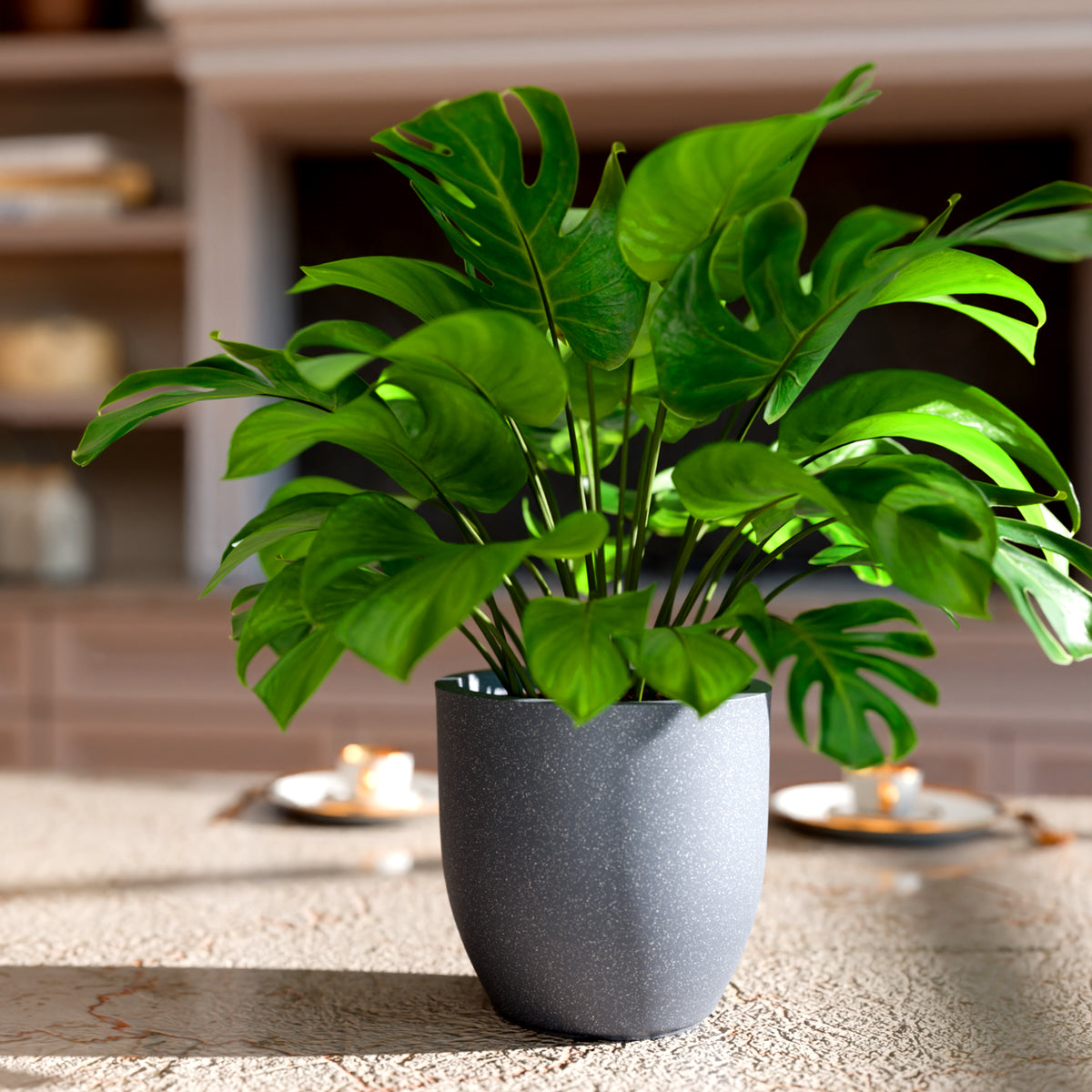 FOX B | P CUP PLANTER 6 INCH TO 15 INCH