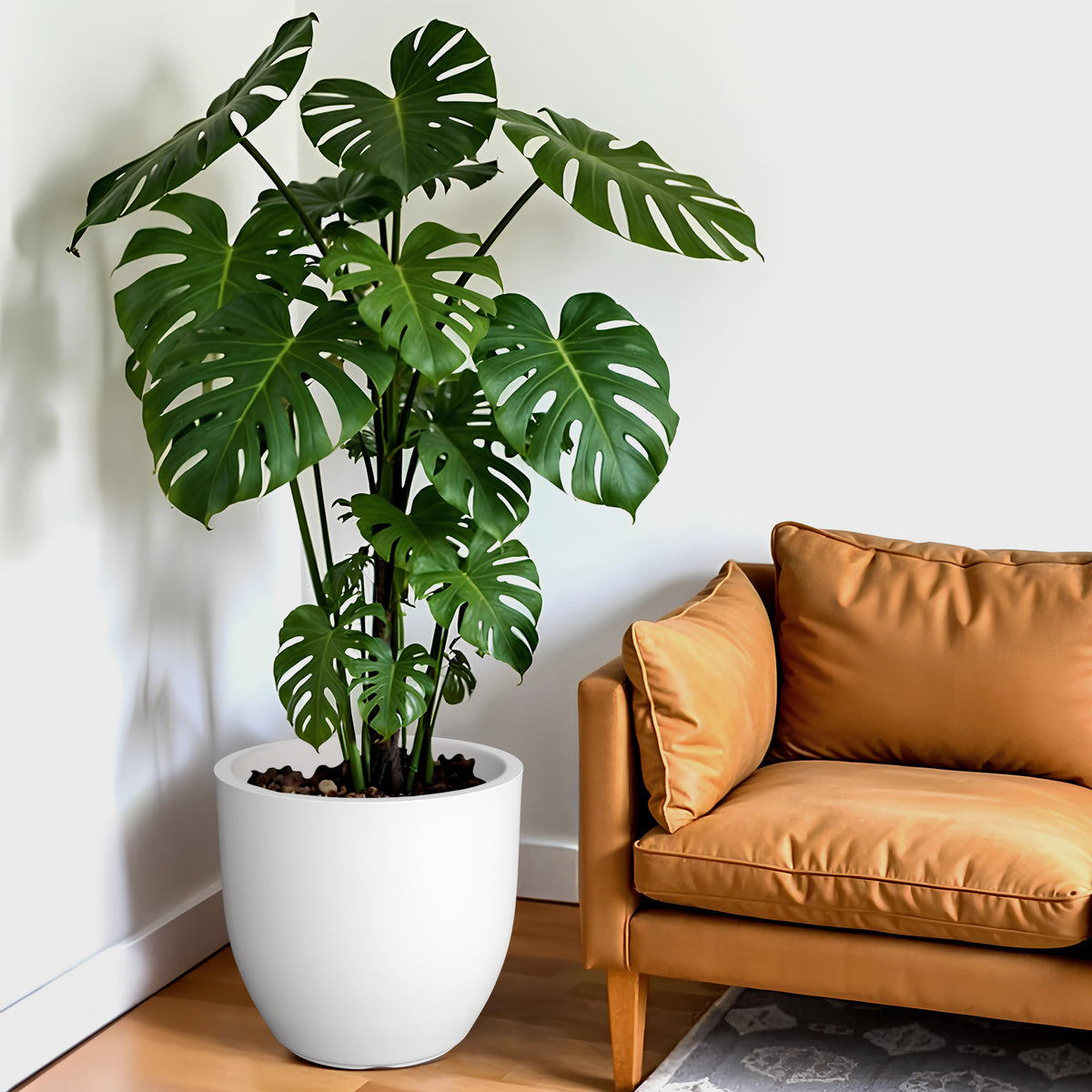 FOX B | P CUP PLANTER 6 INCH TO 15 INCH