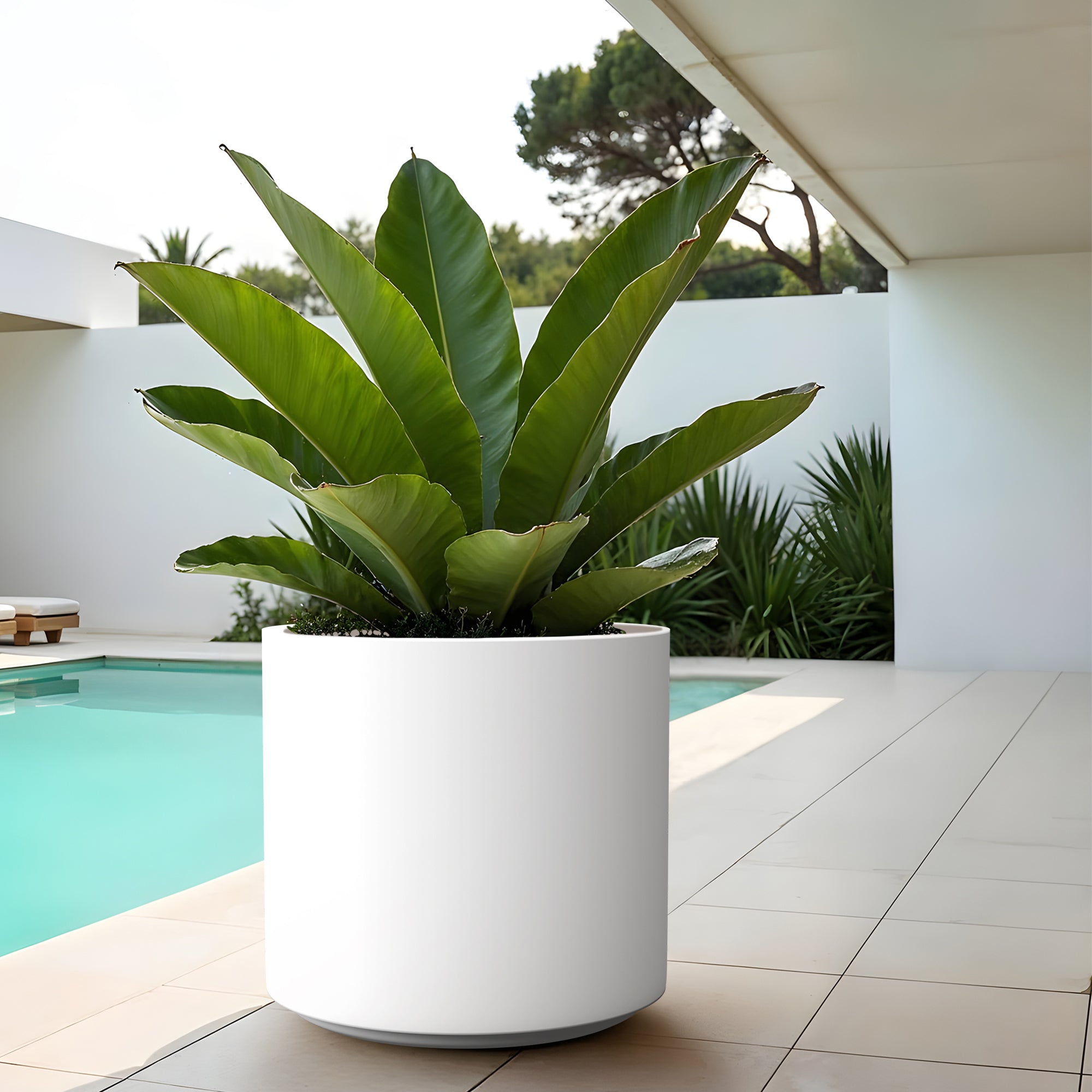 FOX B | CILIN PLANTER