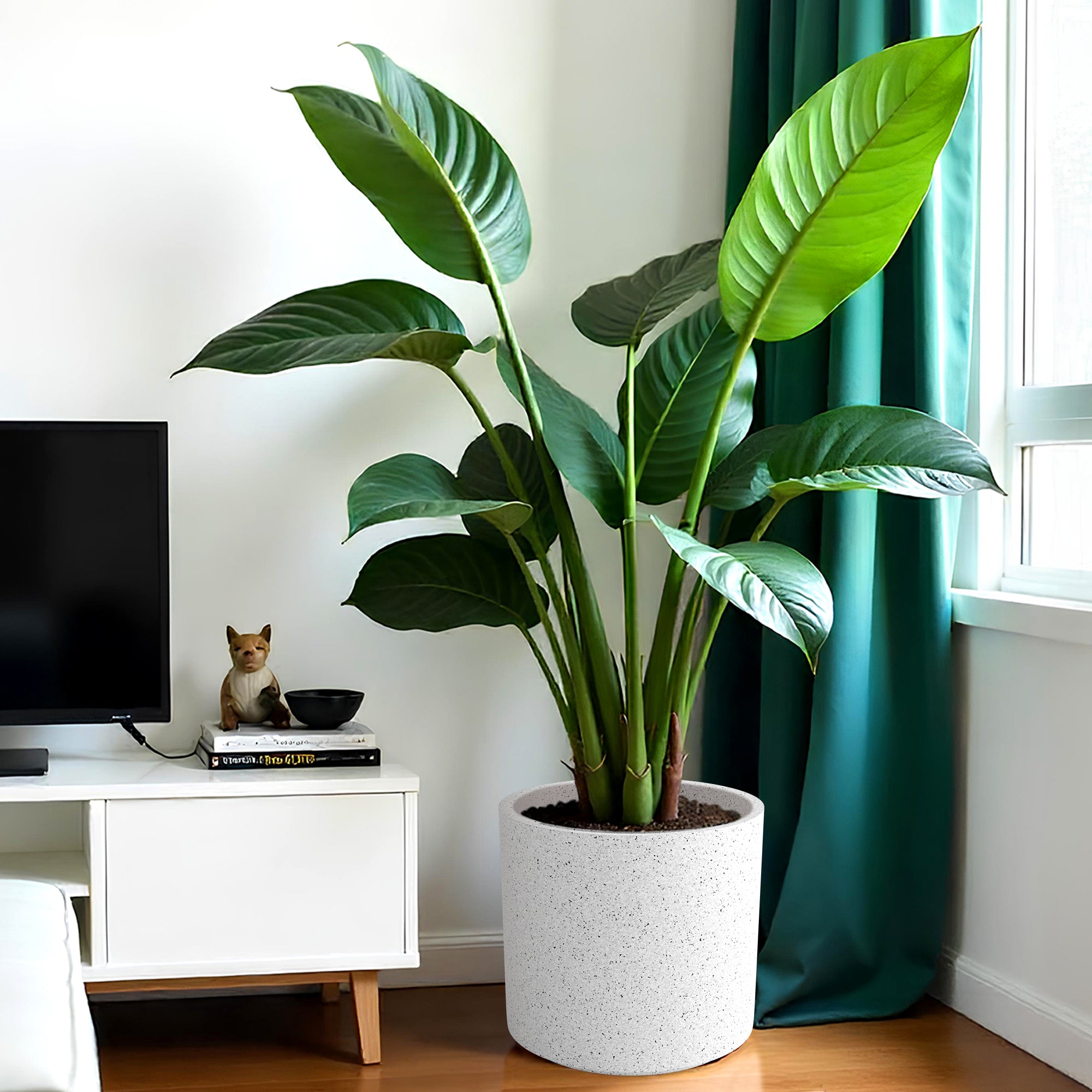 FOX B | CILIN PLANTER