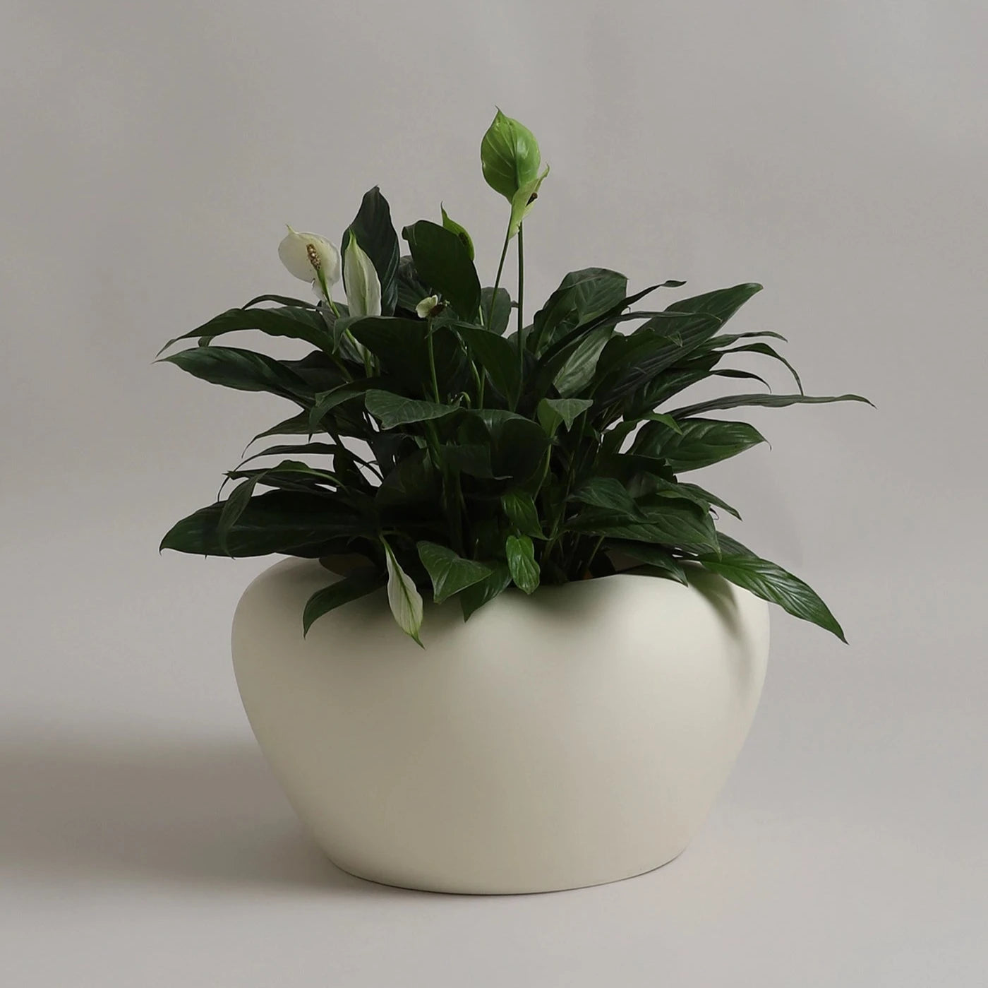 YUCCABE | APPLE PLANTER