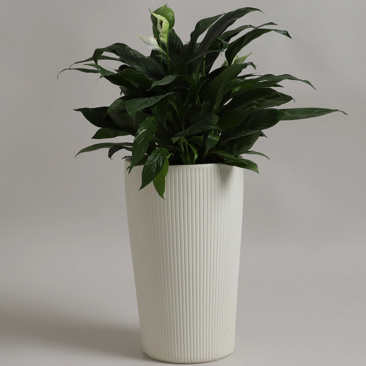 VOZARA | VERTILIN PLANTER