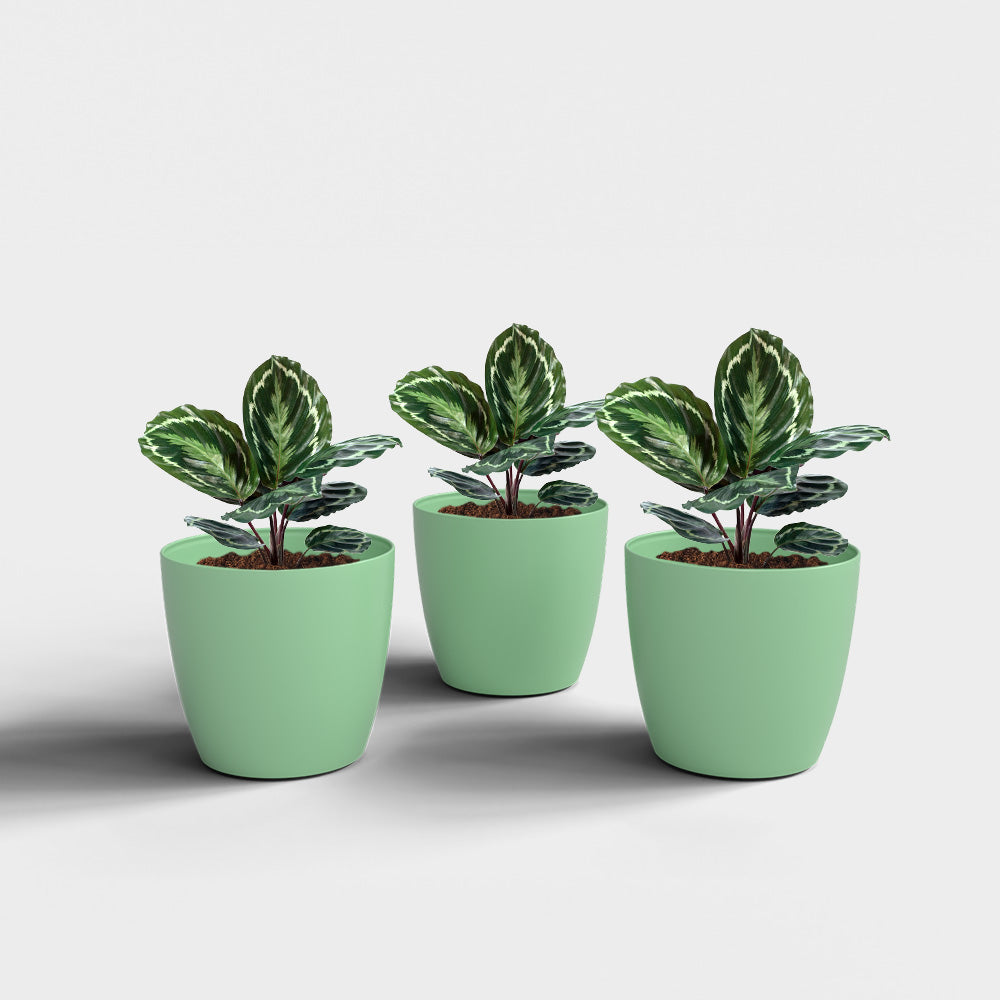 Practical plant care