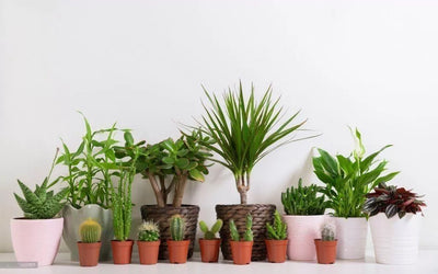 4 types of planters every house must have