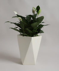 YUCCABE | DMD PLANTER