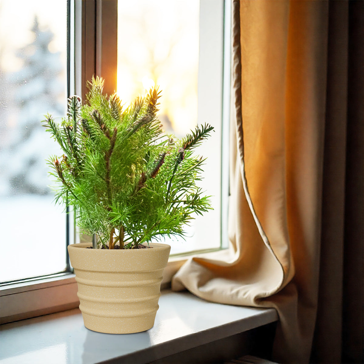 FOX B | BR PLANTER