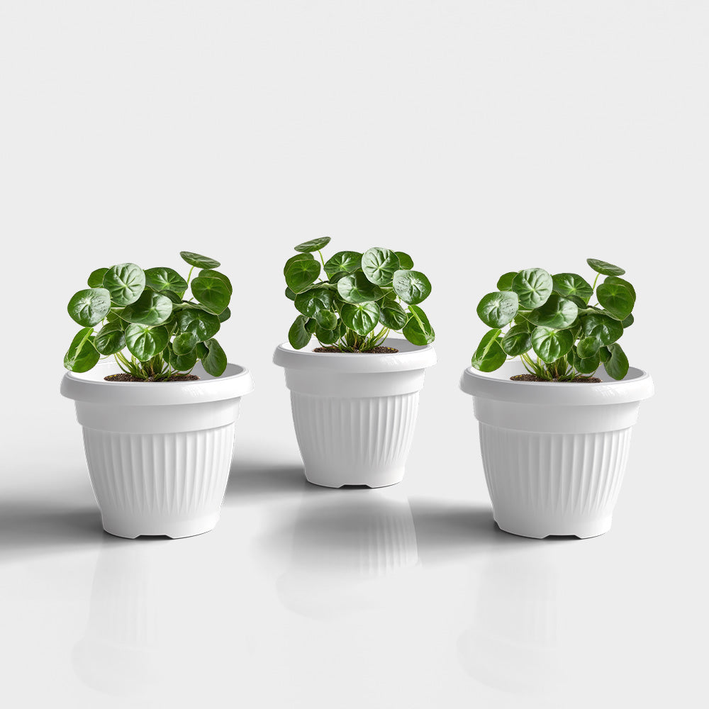 SHERA | BLOOM PLANTER