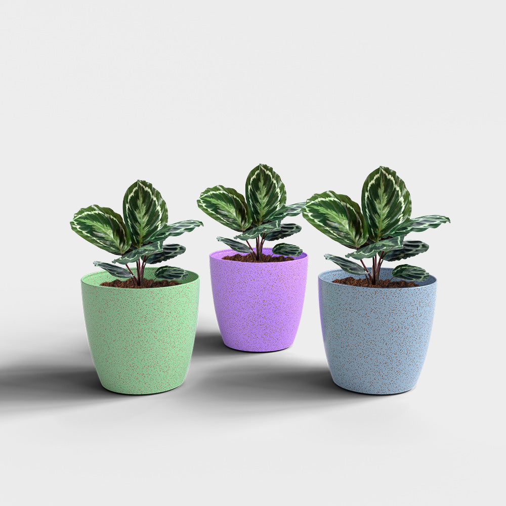 SHERA | STELLA BIO PLANTER