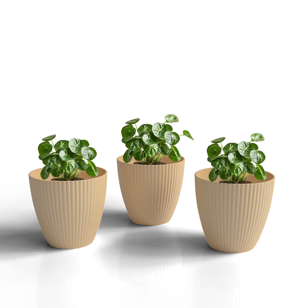 SHERA | LOTUS PLANTER