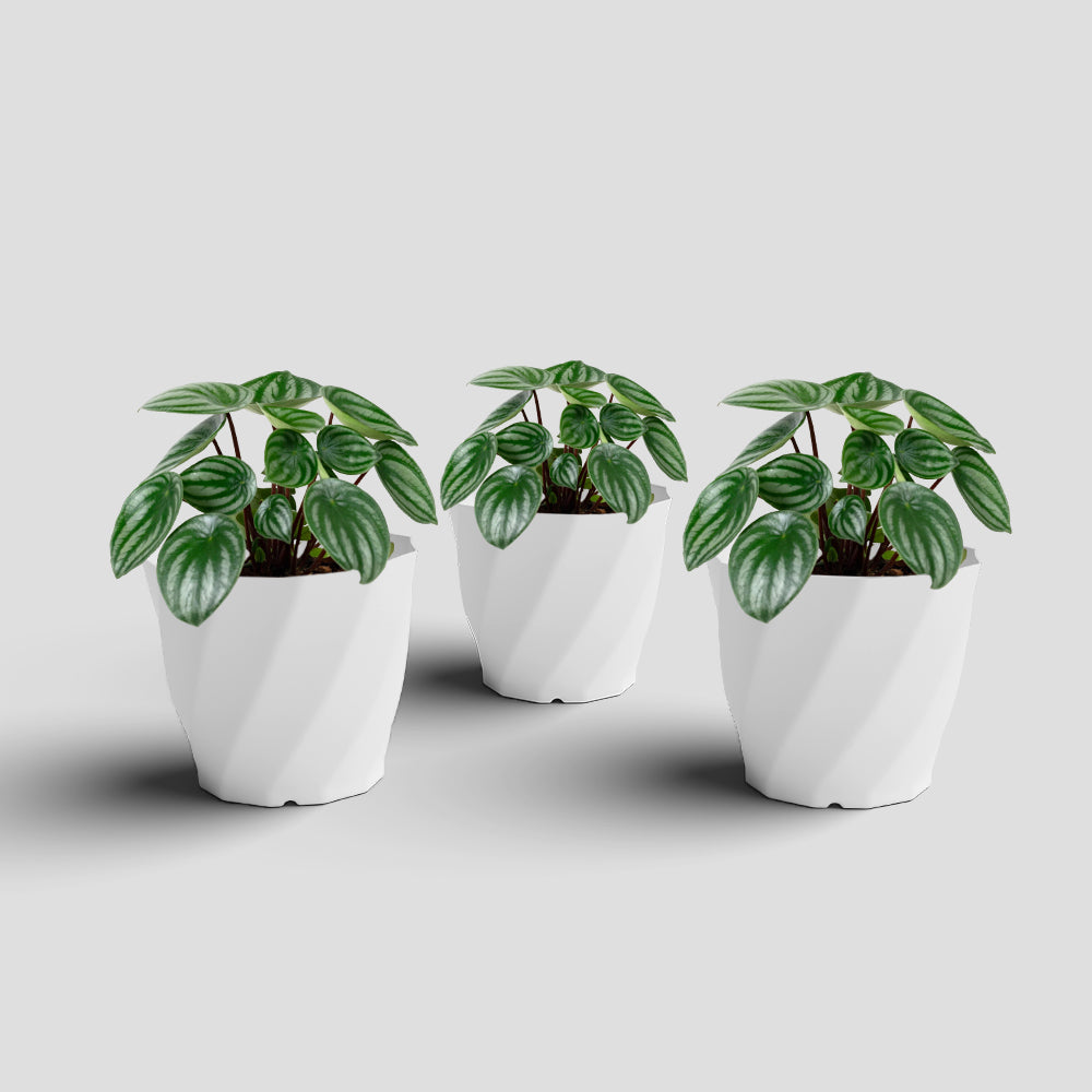 SHERA | SWIRL PLANTER