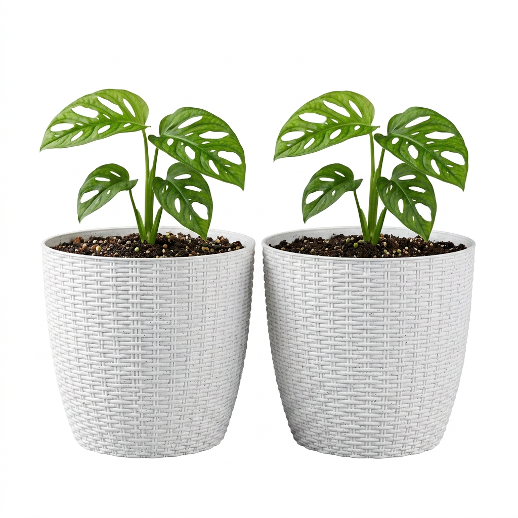 SHERA | STELLA R PLANTER