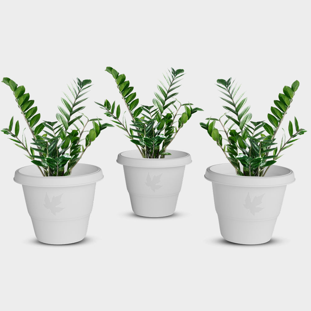 SHERA | RD PLANTER