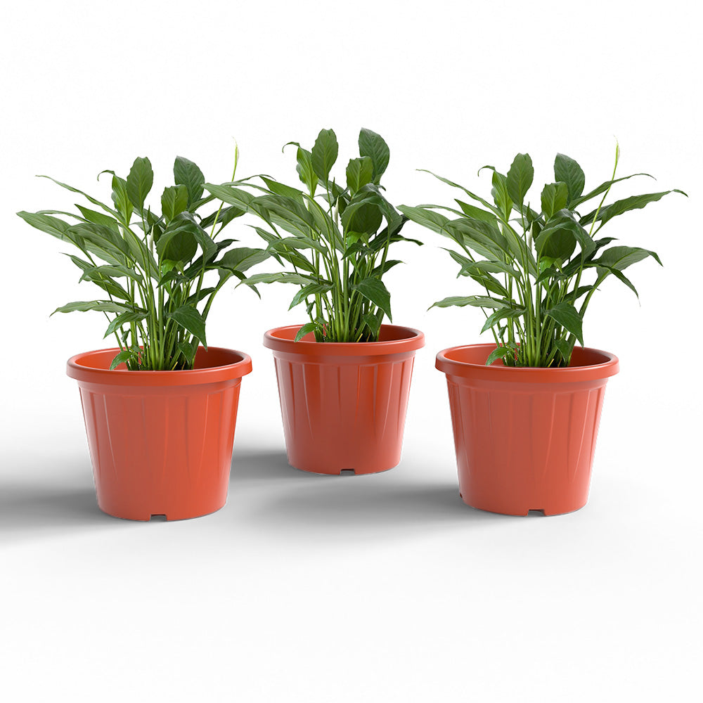 SHERA | CROWN PLANTER