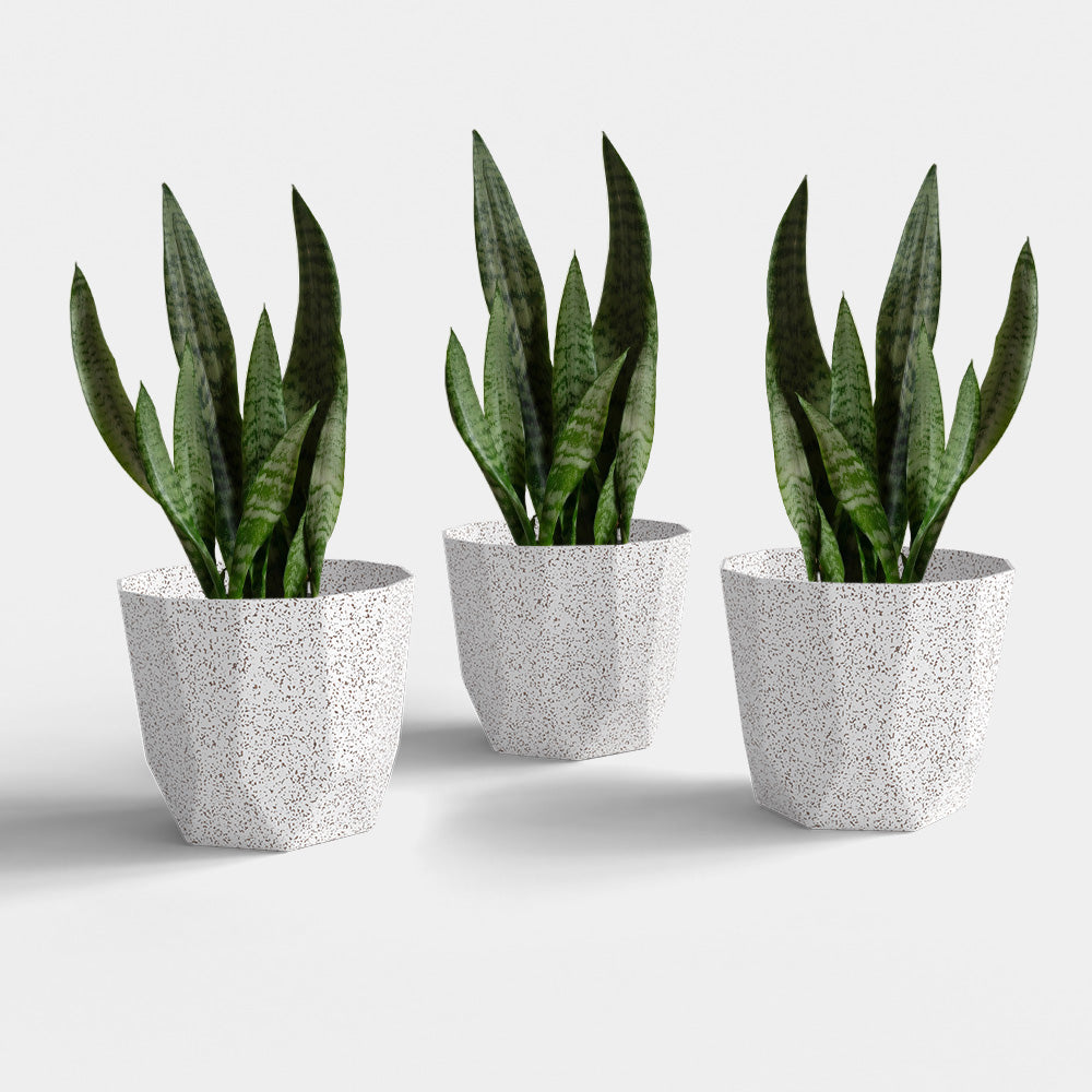 SHERA | HEXA BIO PLANTER