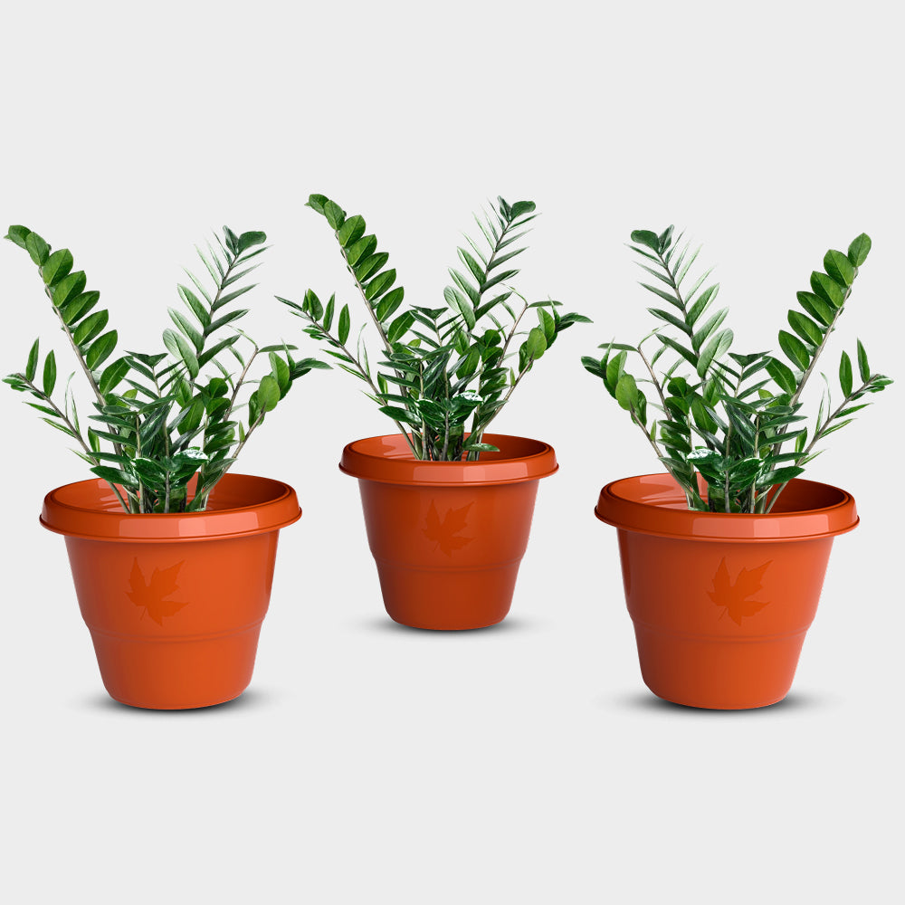 SHERA | RD PLANTER