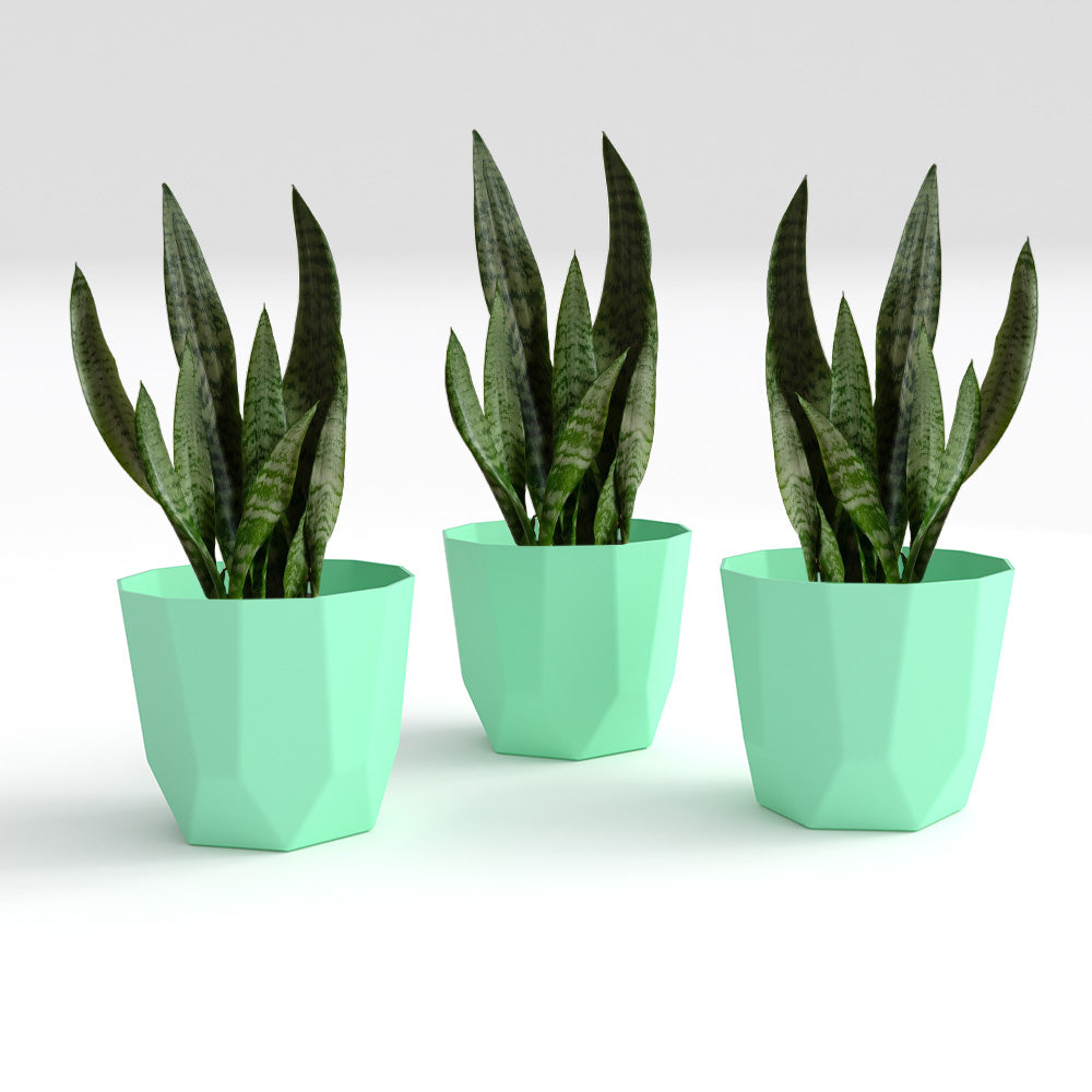 SHERA | HEXA PLANTER