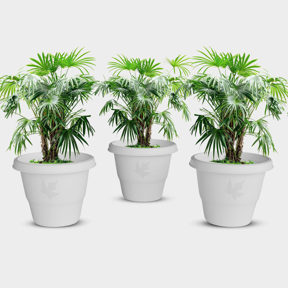 SHERA | RD PLANTER