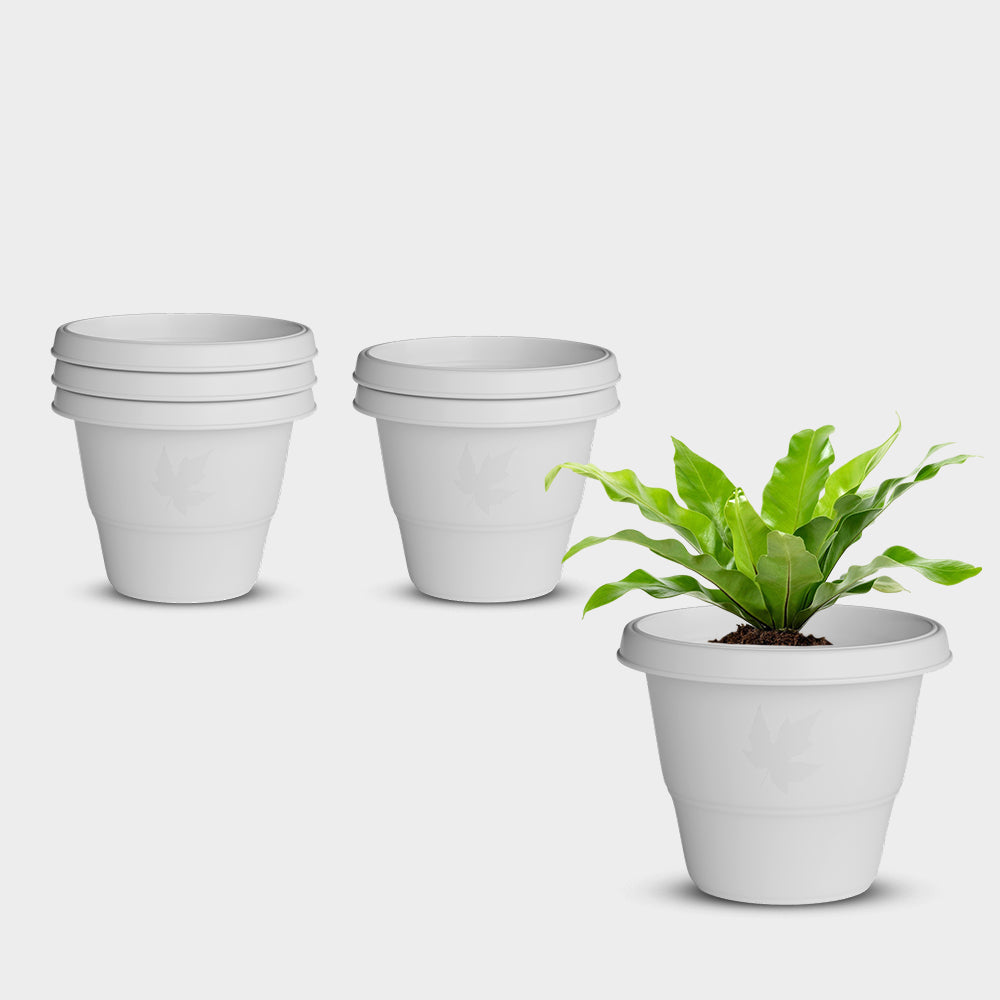 SHERA | RD PLANTER
