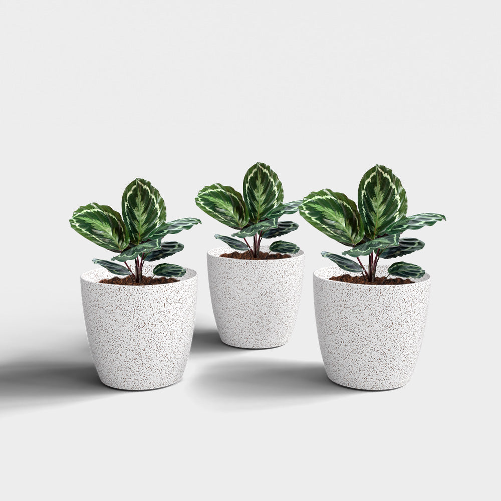 SHERA | STELLA BIO PLANTER