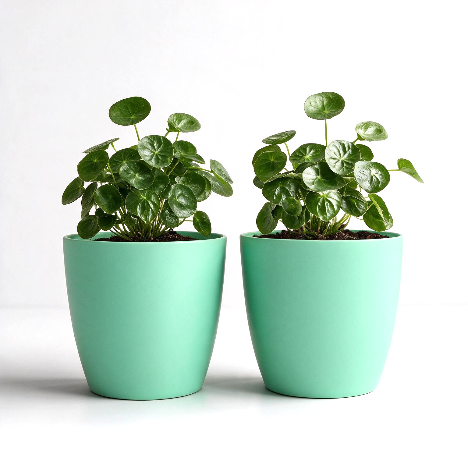 SHERA | STELLA GARDEN PLANTER