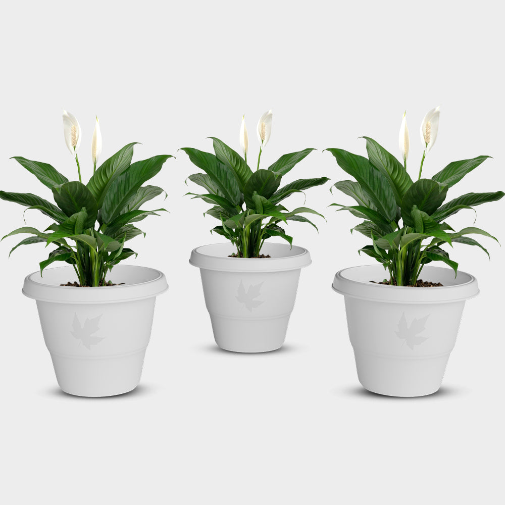 SHERA | RD PLANTER
