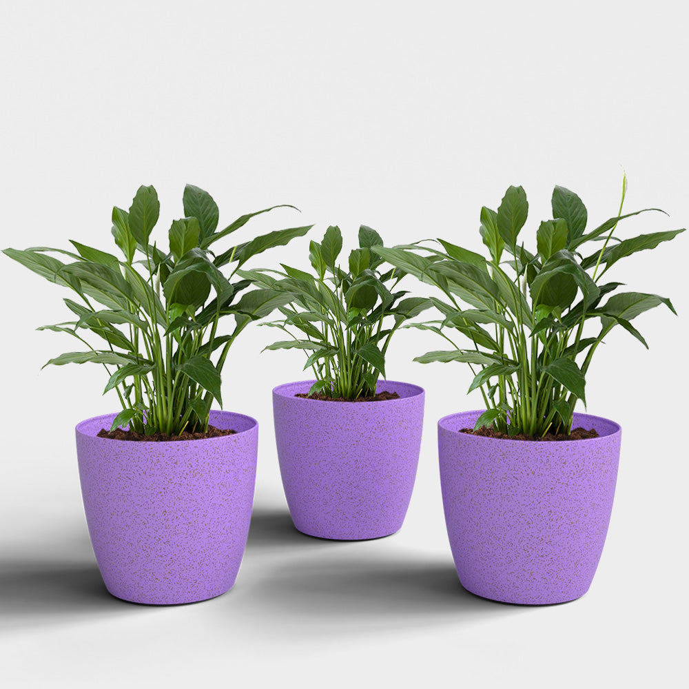 SHERA | STELLA BIO PLANTER