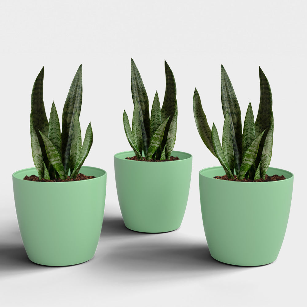 SHERA | STELLA PLANTER