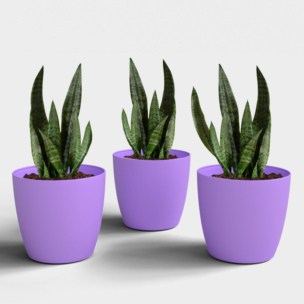 SHERA | STELLA PLANTER