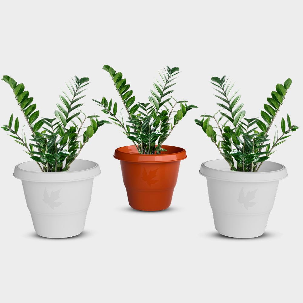 SHERA | RD PLANTER