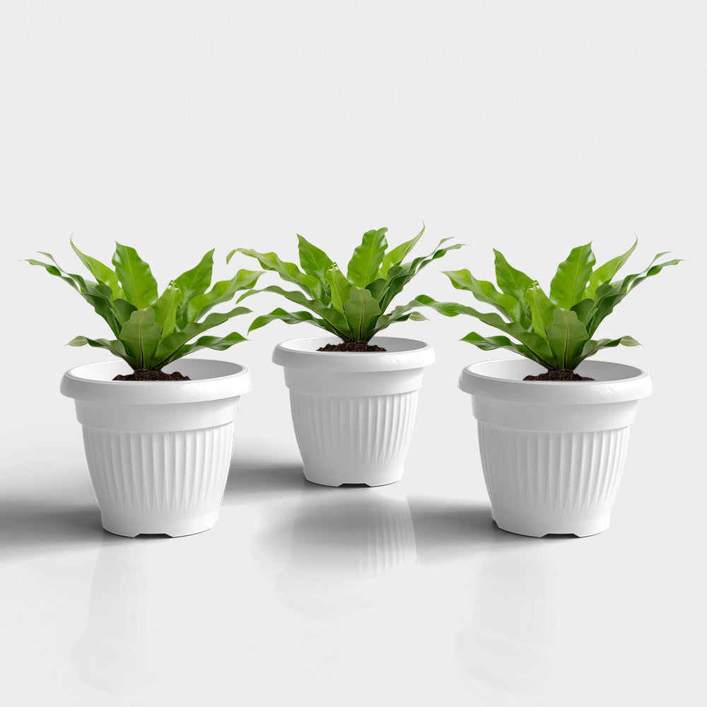 SHERA | BLOOM PLANTER
