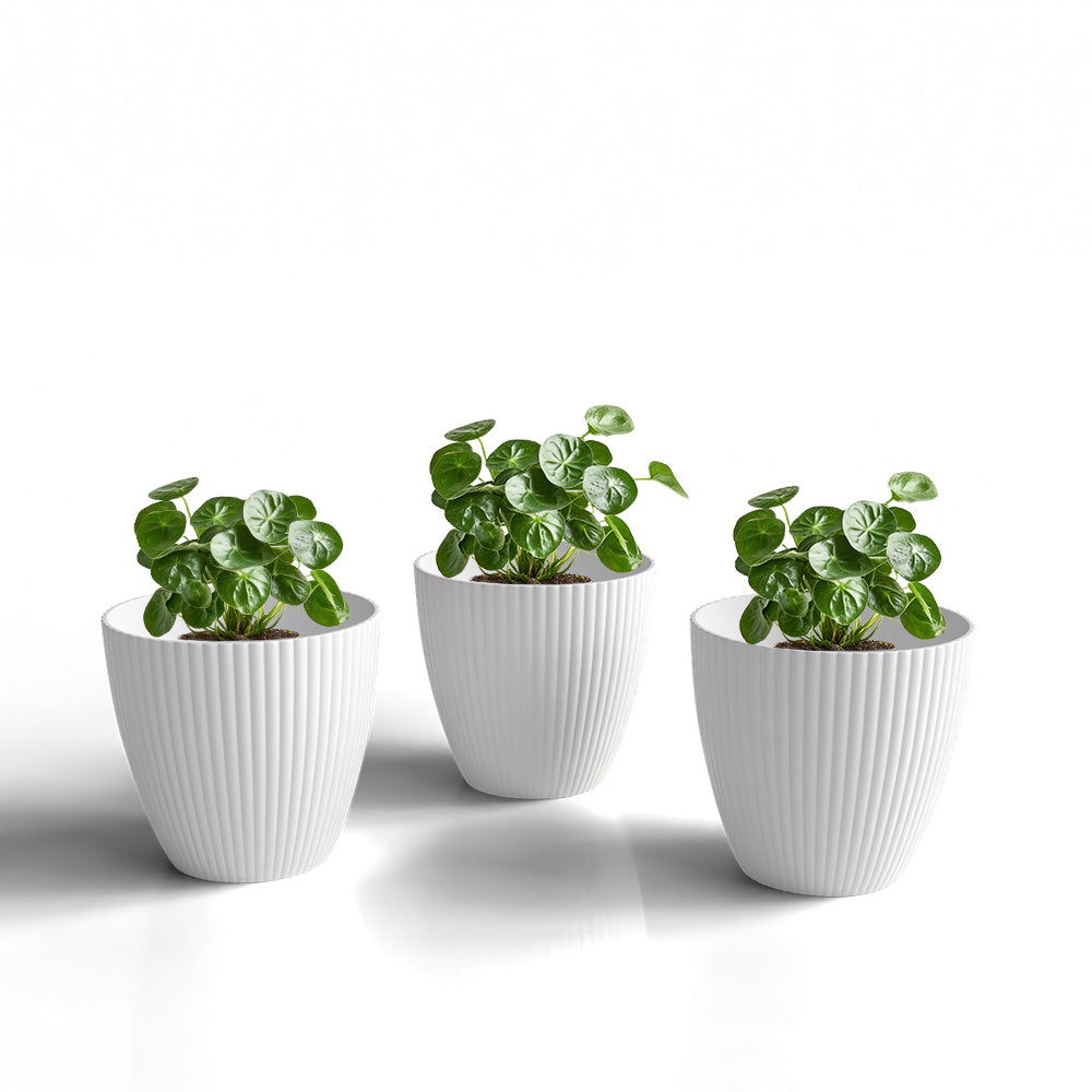 SHERA | LOTUS PLANTER