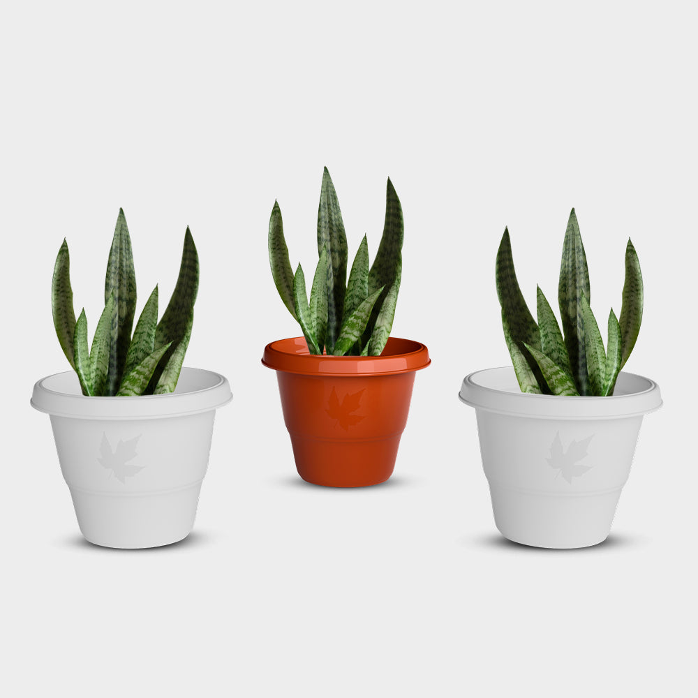 SHERA | RD PLANTER