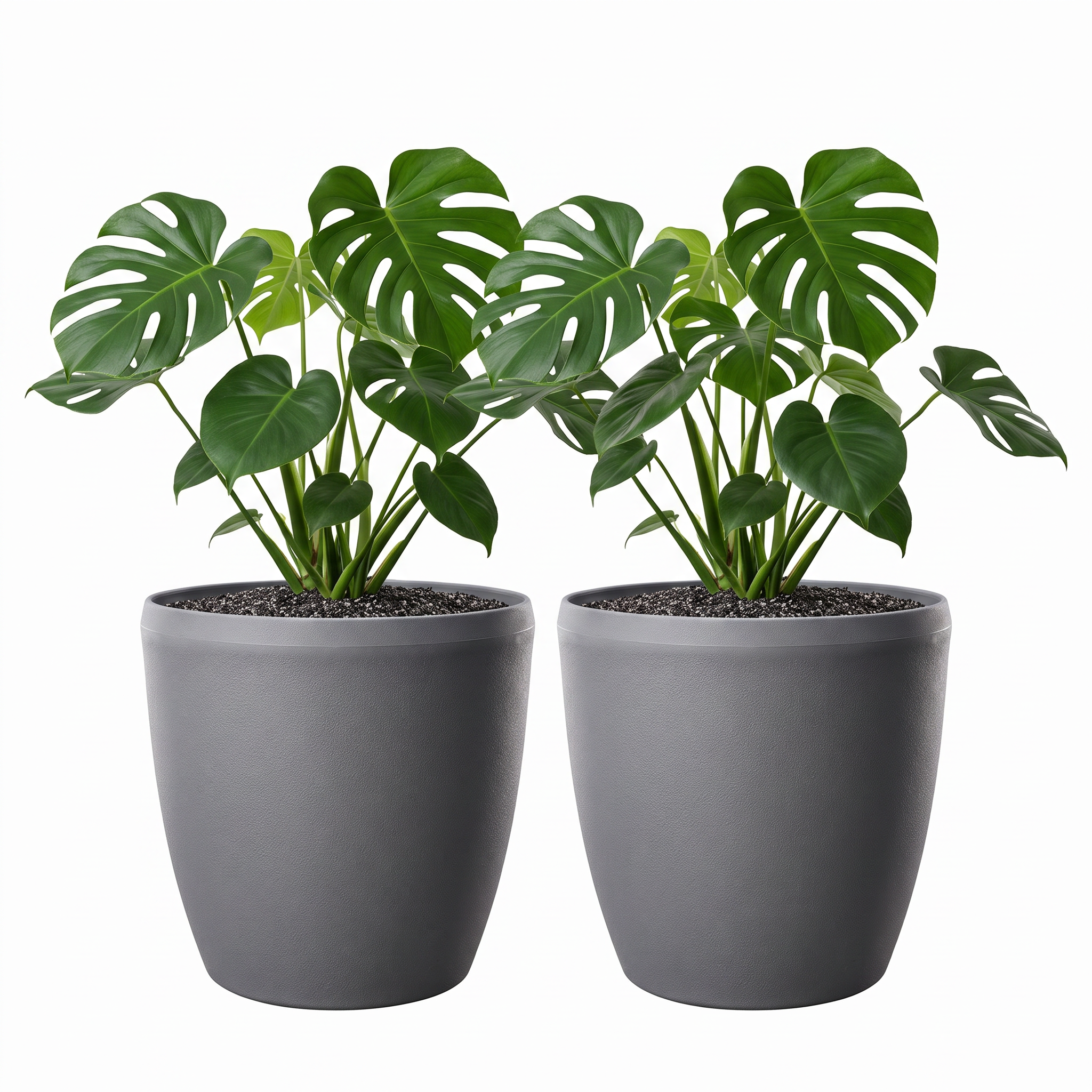 SHERA | STELLA E PLANTER