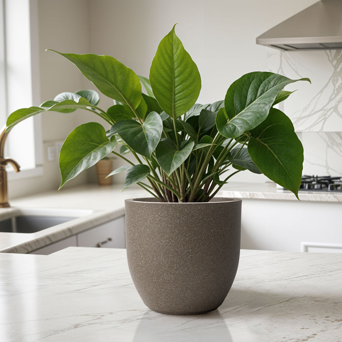 FOX B | P CUP PLANTER 6 INCH TO 15 INCH