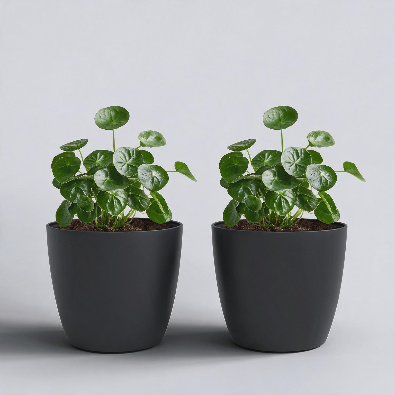 SHERA | STELLA GARDEN PLANTER