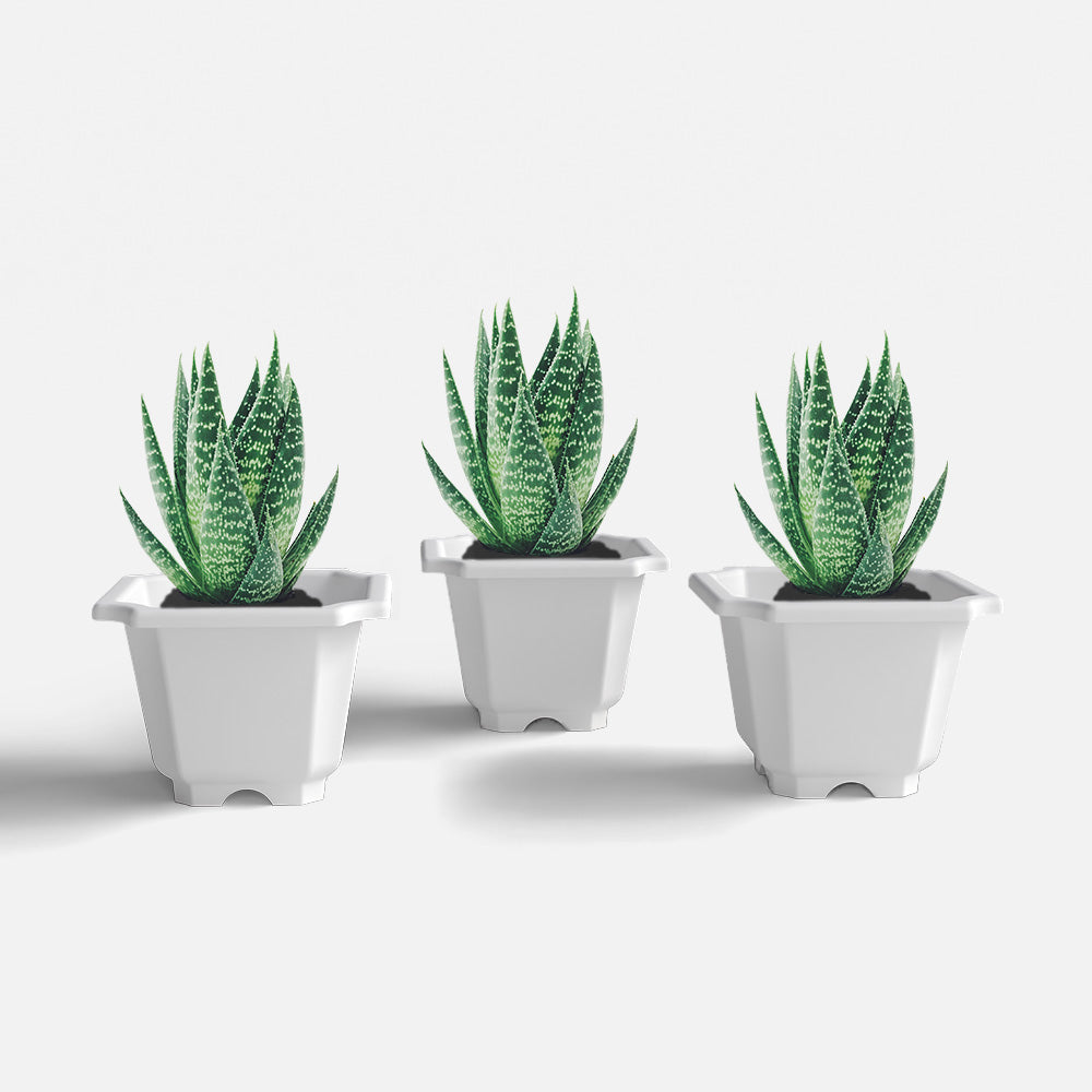 SHERA | OCTA PLANTER SET OF 3