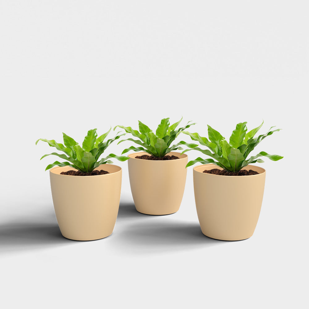 SHERA | STELLA PLANTER