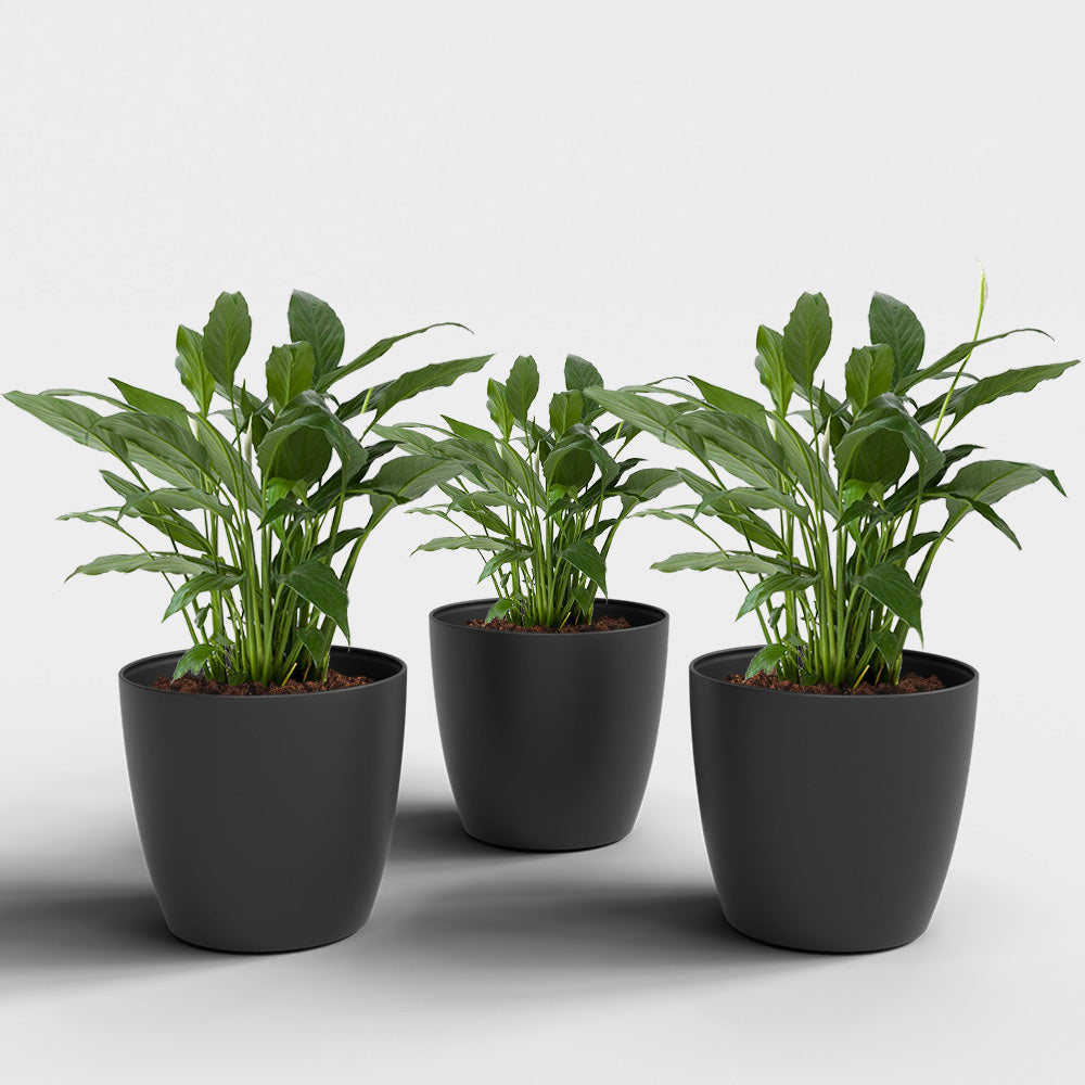 SHERA | STELLA PLANTER