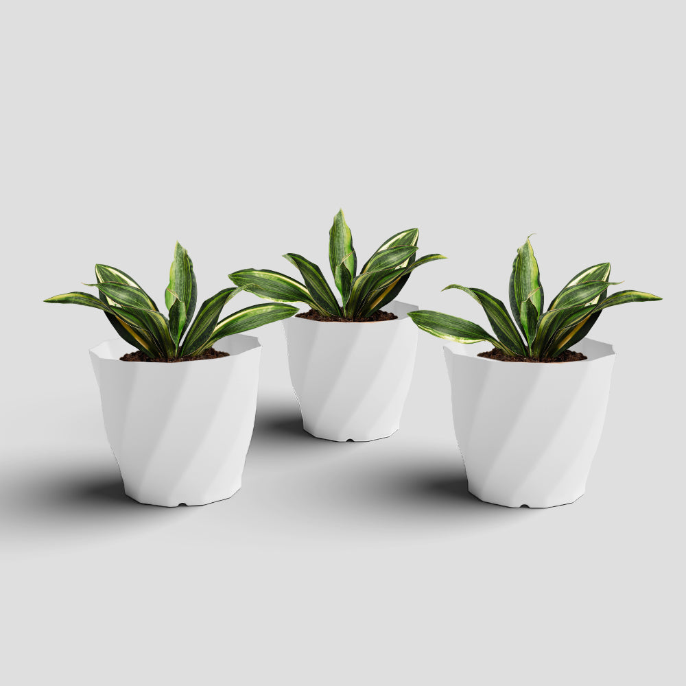 SHERA | SWIRL PLANTER