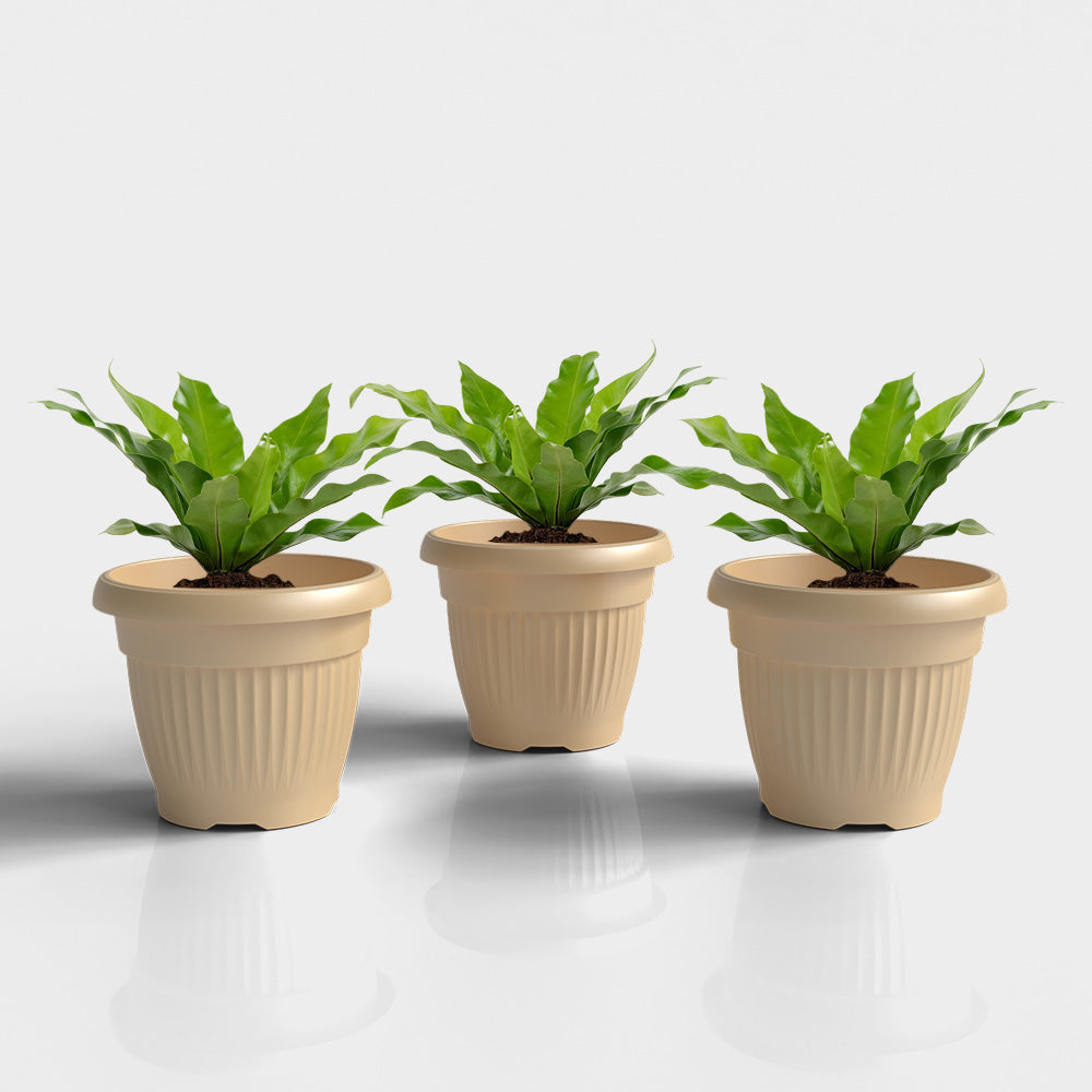 SHERA | BLOOM PLANTER